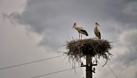 Розбірки лелек на Пирятинщині: Одарка повернулася і розсварила "молодят"