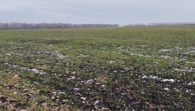 На Полтавщині через сувору зиму загинула частина озимих культур