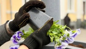 У центрі Полтави встановили вази з весняними віолами