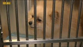 У Полтаві шпіц третій тиждень лікується після нападу ротвейлера