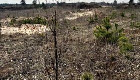 Незаконний видобуток піску: на Полтавщині судитимуть керівницю підприємства