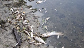 Підприємство оштрафували за забруднення річки на Полтавщині