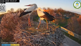 У гнізді лелек Одарки та Грицика з&rsquo;явилося перше яйце