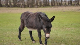 До екопарку на Полтавщині евакуювали сотню&nbsp;тварин зі Слов&rsquo;янська