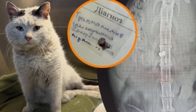 У Полтаві відкрили справу через постріл у безпритульного кота