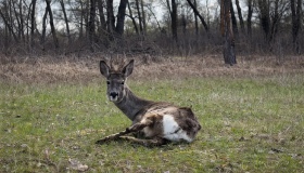 У природу після лікування випустили врятовану козулю