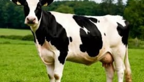 В області утримують 80 тисяч корів: поголів'я поступово скорочується