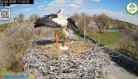 У відомих лелек Одарки та Грицика з&rsquo;явилося п&rsquo;яте яйце