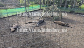 У кременчуцькому розпліднику невідома тварина загризла кенгуру та оленів