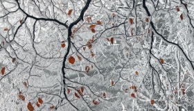 На Полтавщині через заморозки оголосили помаранчевий рівень небезпеки