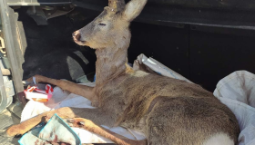 На трасі під Лубнами збили козулю: тварину рятують ветеринари