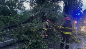 Буревій: у Полтаві гілка клена впала на юнака та авто