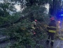 Буревій: у Полтаві гілка клена впала на юнака та авто
