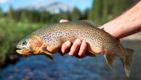 У Лубенській громаді хочуть збудувати форелевий комплекс