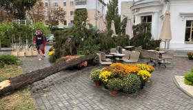 Полтавка, на яку впало дерево, подала до суду на міськраду