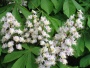 У Полтаві вдруге за рік зацвіли каштани