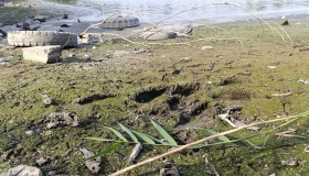 У Полтаві міліють Пушкарівські ставки через витоки води