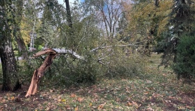 На Полтавщині через сильний вітер повалило дерева