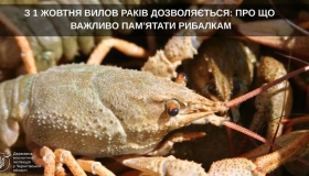 На Полтавщині дозволили вилов раків