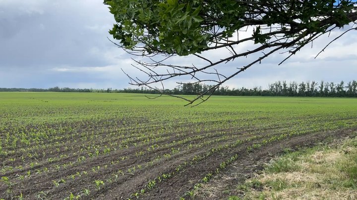 На Полтавщині зрошують лише 14% земель