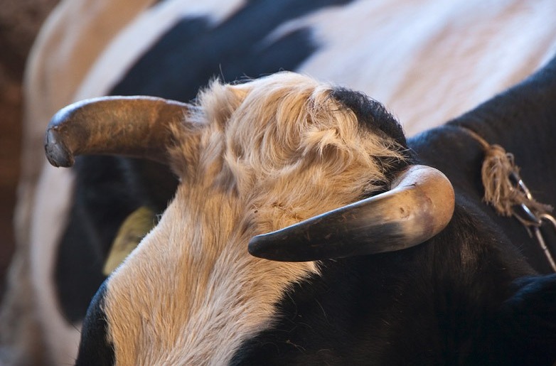 Рожки коровы. Рога коровы. Девушка показывает рога корове. Оьезродивание коров. Рога коровы.